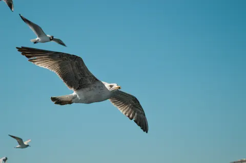 Flying Eagle 4K Wallpaper · birds · 3840×2553