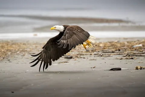 Flying Eagle 4K Wallpaper · birds · 3840×2560