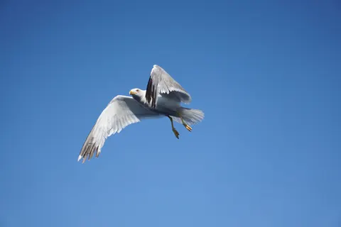 Flying Eagle 4K Wallpaper · birds · 3840×2560