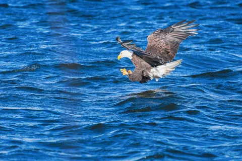Flying Eagle 4K Wallpaper · birds · 3840×2560