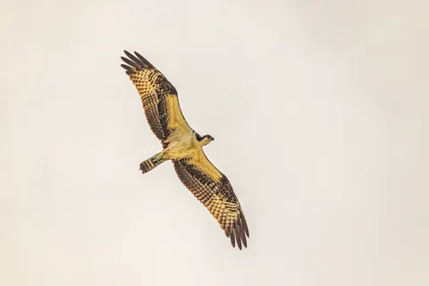 Flying Eagle 4K Wallpaper · birds · 3840×2560