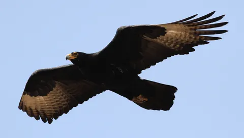 Flying Eagle 4K Wallpaper · birds · 3840×2172