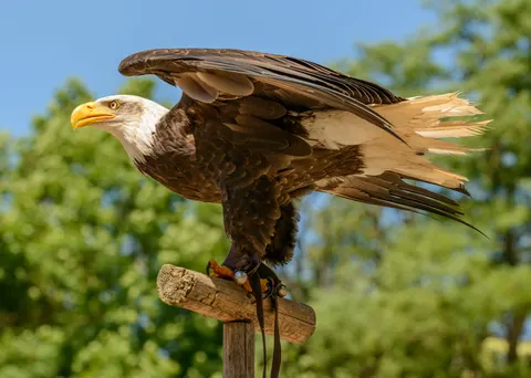 Flying Eagle 4K Wallpaper · birds · 3840×2735