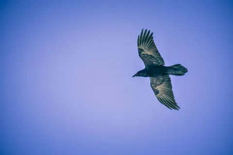 Flying Eagle 4K Wallpaper · birds · 3840×2560
