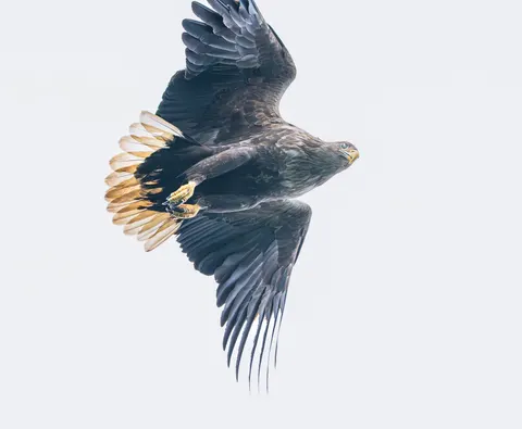 Flying Eagle 4K Wallpaper · birds · 3840×3163
