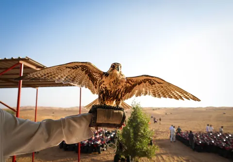 Flying Eagle 4K Wallpaper · birds · 3840×2682
