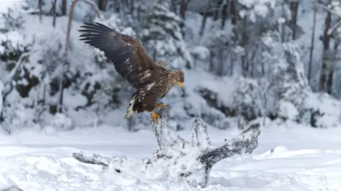 Flying Eagle 4K Wallpaper · birds · 3840×2160