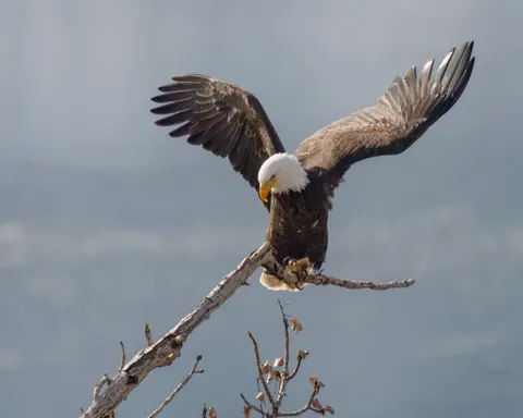 Flying Eagle 4K Wallpaper · birds · 3840×3072