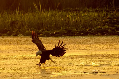 Flying Eagle 4K Wallpaper · birds · 3840×2561
