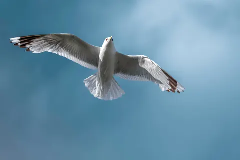 Flying Eagle 4K Wallpaper · birds · 3840×2560