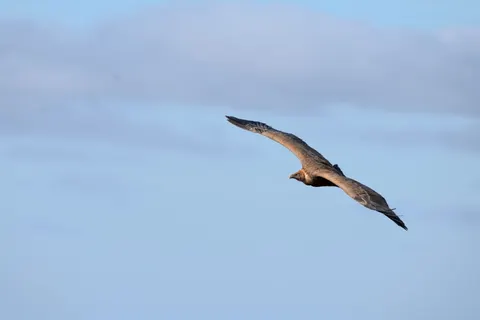 Flying Eagle 4K Wallpaper · birds · 3840×2560