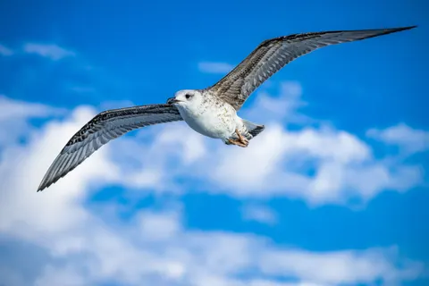 Flying Eagle 4K Wallpaper · birds · 3840×2560
