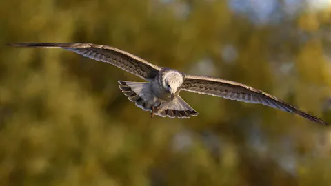 Flying Eagle 4K Wallpaper · birds · 3840×2160