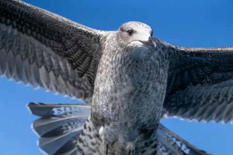 Flying Eagle 4K Wallpaper · birds · 3840×2560