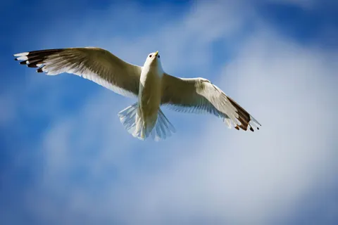 Flying Eagle 4K Wallpaper · birds · 3840×2560