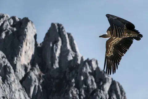 Flying Eagle 4K Wallpaper · birds · 3840×2560