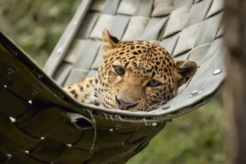 خلفية نمر مرقط بدقة 4K · animals · 3840×2560
