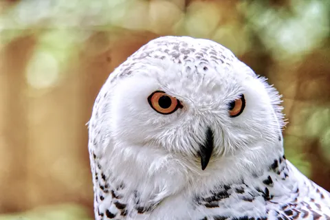 Owl Portrait 4K Wallpaper · birds · 3840×2560