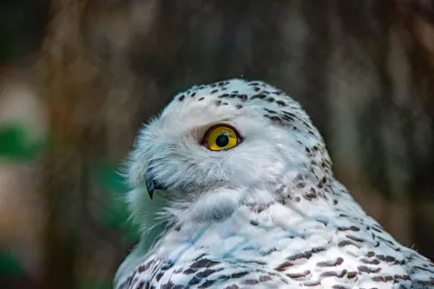 Owl Portrait 4K Wallpaper · birds · 3840×2563