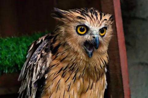 Owl Portrait 4K Wallpaper · birds · 3840×2560