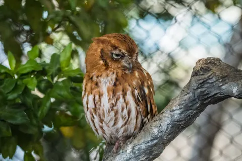 Owl Portrait 4K Wallpaper · birds · 3840×2560