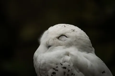 Owl Portrait 4K Wallpaper · birds · 3840×2560