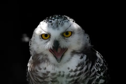 Owl Portrait 4K Wallpaper · birds · 3840×2560