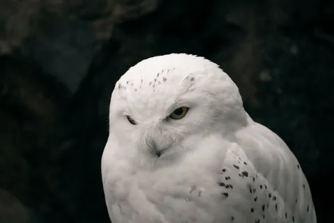 Owl Portrait 4K Wallpaper · birds · 3840×2560