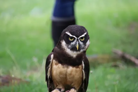 Owl Portrait 4K Wallpaper · birds · 3840×2560