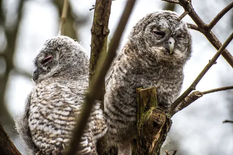 Owl Portrait 4K Wallpaper · birds · 3840×2563