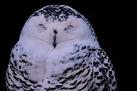 Owl Portrait 4K Wallpaper · birds · 3840×2560