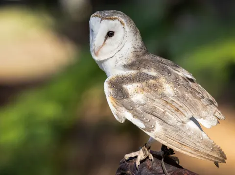 Owl Portrait 4K Wallpaper · birds · 3840×2860