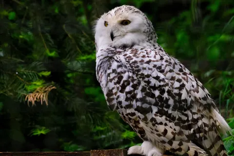 Owl Portrait 4K Wallpaper · birds · 3840×2560