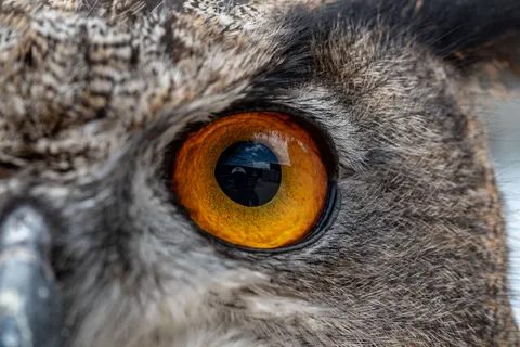 Owl Portrait 4K Wallpaper · birds · 3840×2563