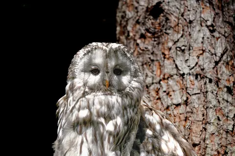 Owl Portrait 4K Wallpaper · birds · 3840×2561