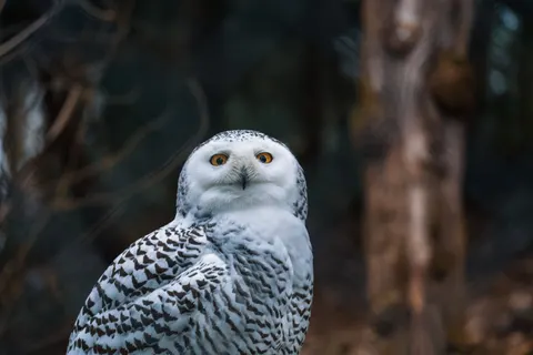 Owl Portrait 4K Wallpaper · birds · 3840×2560