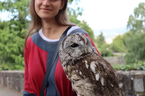 Owl Portrait 4K Wallpaper · birds · 3840×2560