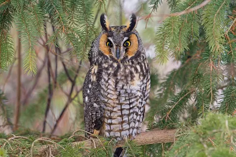 Owl Portrait 4K Wallpaper · birds · 3840×2560
