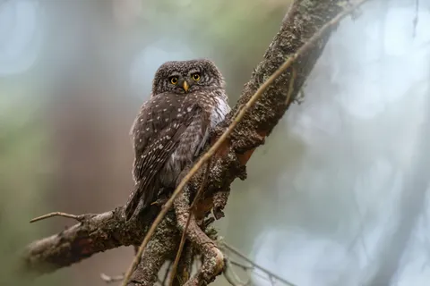 Owl Portrait 4K Wallpaper · birds · 3840×2560