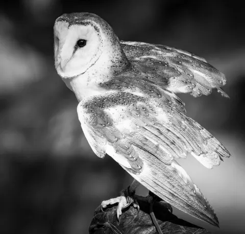 Owl Portrait 4K Wallpaper · birds · 3840×3664