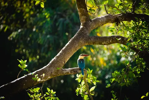 Kingfisher Bird 4K Wallpaper · birds · 3840×2577