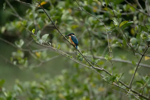 Kingfisher Bird 4K Wallpaper · birds · 3840×2560