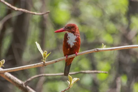 Kingfisher Bird 4K Wallpaper · birds · 3840×2560