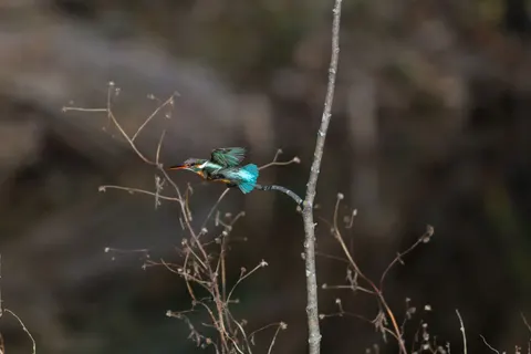 Kingfisher Bird 4K Wallpaper · birds · 3840×2560