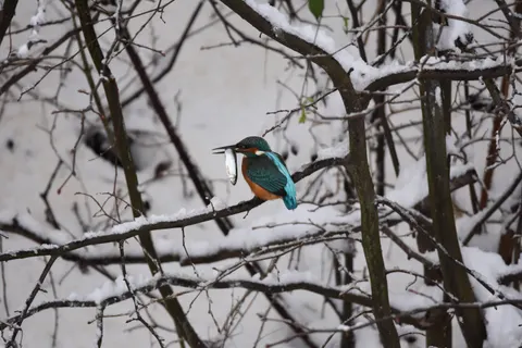 Kingfisher Bird 4K Wallpaper · birds · 3840×2560