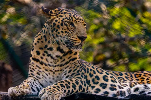 خلفية نمر مرقط بدقة 4K · animals · 3840×2560