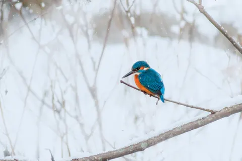 Fondo de pantalla Martín pescador 4K · birds · 3840×2563