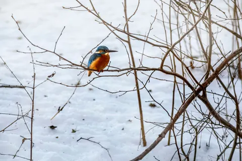 Kingfisher Bird 4K Wallpaper · birds · 3840×2560