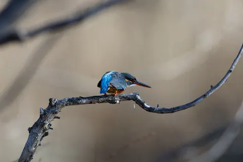 Kingfisher Bird 4K Wallpaper · birds · 3840×2560