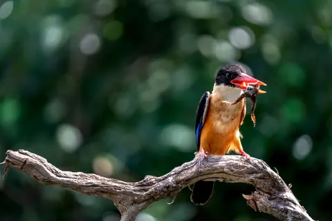 Kingfisher Bird 4K Wallpaper · birds · 3840×2560